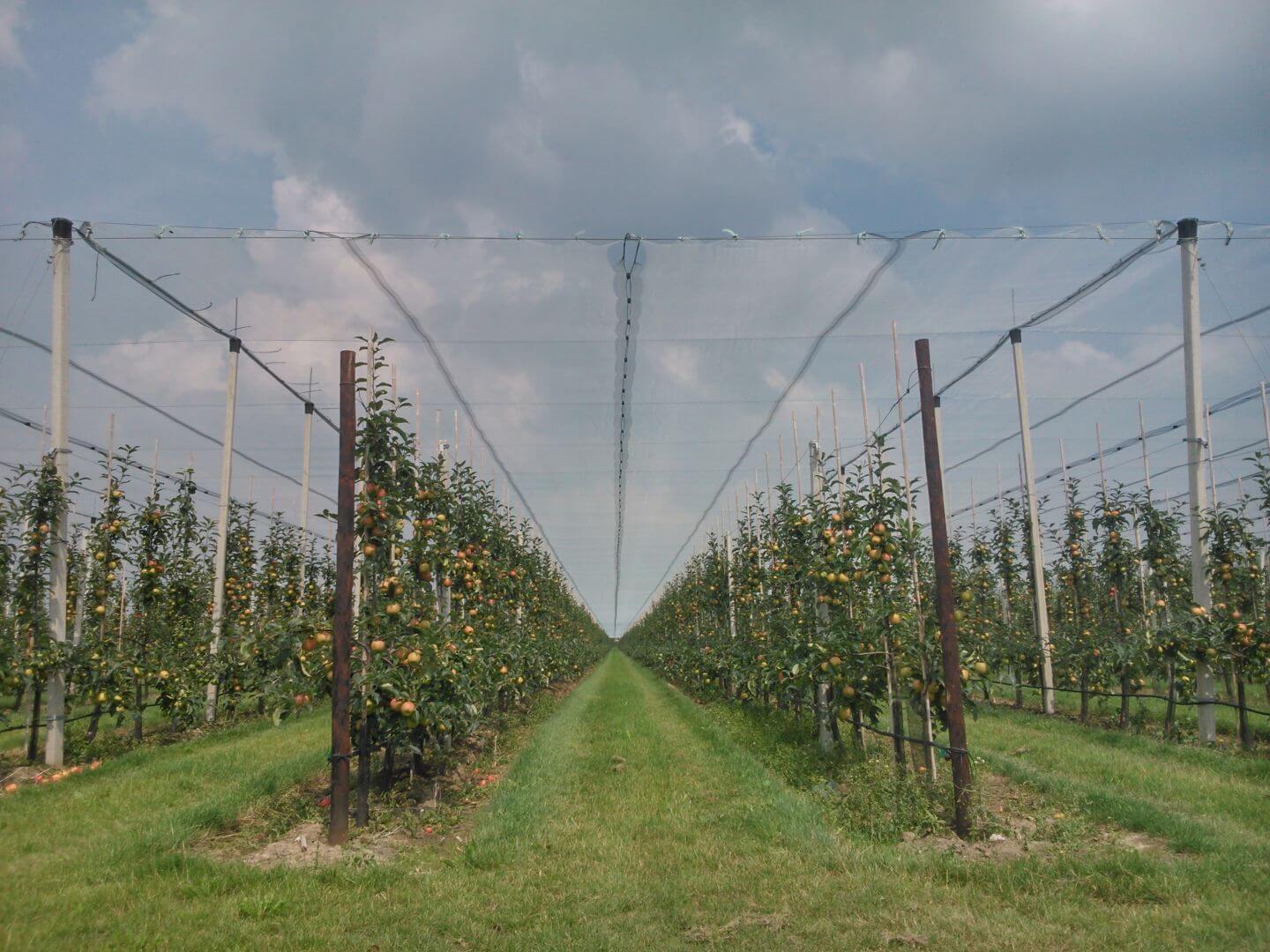 Multiple Protect Hail System