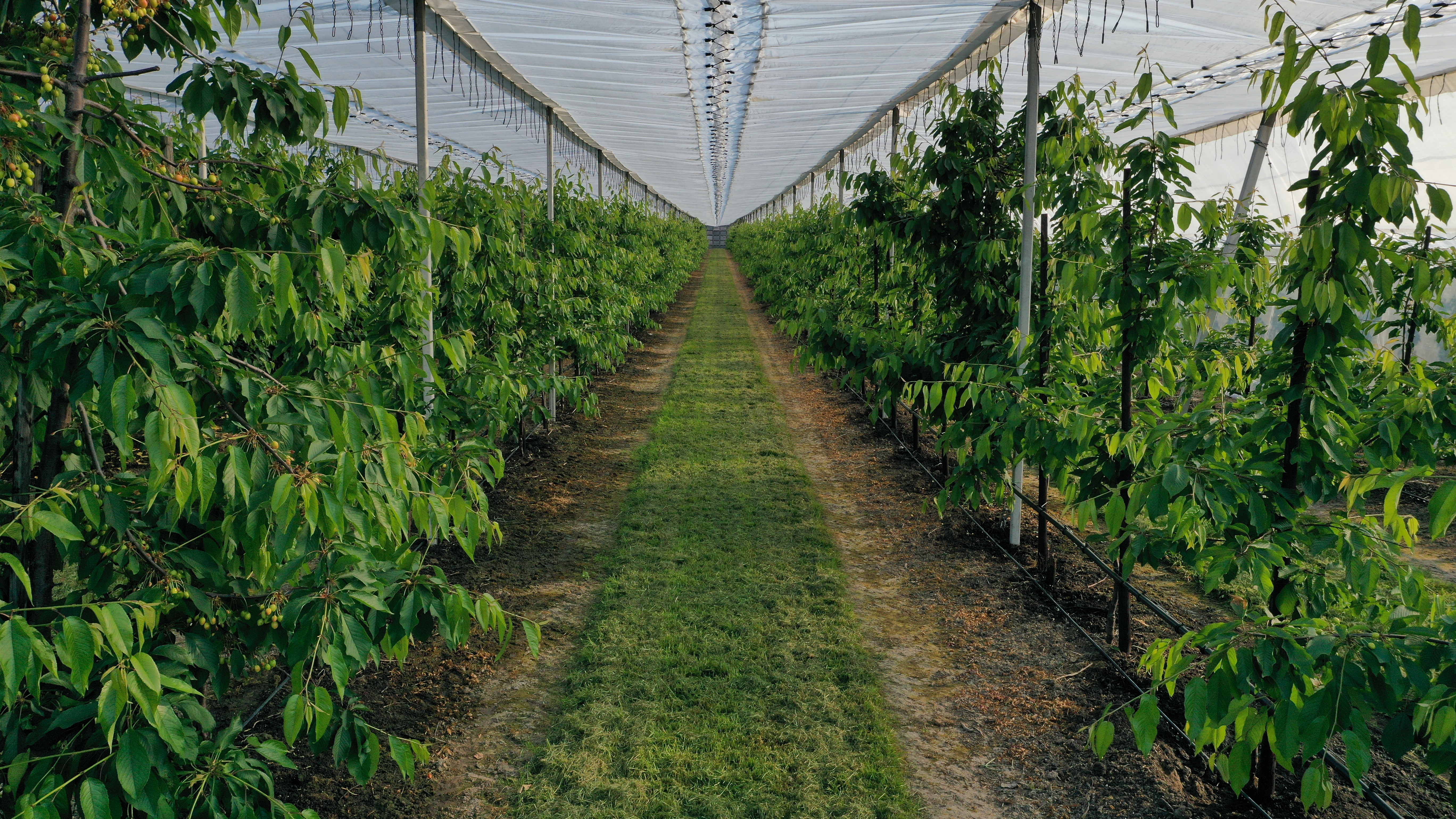 Single Protect Rain System